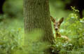 <center>
A l'approche, la surprise du face à face <br>
avec ce brocard dans le calme de la forêt. chevreuil 